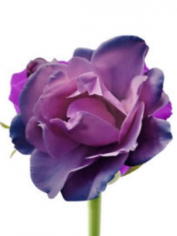 กุหลาบม่วง / 50 เม็ด (#24)