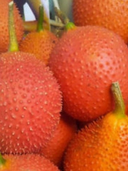 ฟักข้าว (Gac) / 15 เม็ด (ไทย)