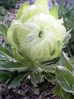 บัวหิมะ (Snow lotus / Saussurea) / 10 เม็ด (Germany)