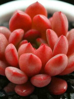 เอชชิวาเรีย ทับทิมชมพู (Echeveria - Pink Ruby) / 100 เม็ด