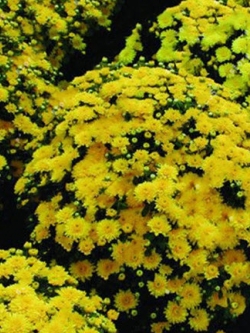 เบญจมาศ คลุมดิน (Ground-cover Chrysanthemum) สีเหลือง / 100 เม็ด