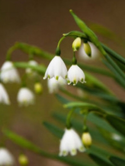 หยาดหิมะ หรือกาแลนธัส (Snowdrop / Galanthus) / 100 เม็ด