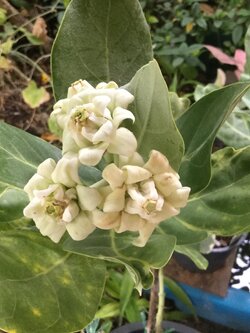 ต้นรัก ดอกซ้อนสีขาว สูง 50-60 ซม. / ต้น