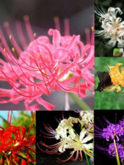 ว่านลิลี่แมงมุม (Spider Lily) คละสี / 100 เม็ด (China)