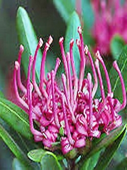 วาราท่าห์ (Waratah) / 10 เม็ด (Australia)
