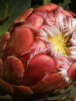 โพรเทีย Protea Grandiceps หรือ Princess Protea / 3 เม็ด (UK)