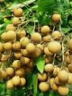 Genuine Thai Longan (LAM-YAI) / 20 pcs