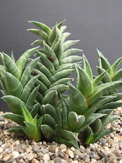 ฮาโวเทีย Haworthia viscosa variegate / 100 เม็ด