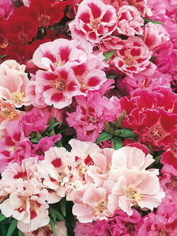 ก็อตดีเทีย (Godetia) คละ / ซอง 400 เม็ด (UK)