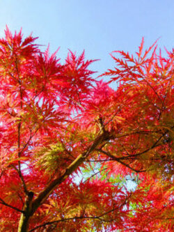 เมเปิ้ลแดงญี่ปุ่น (Red Japanese Maple) / 5 เม็ด (Portugal)