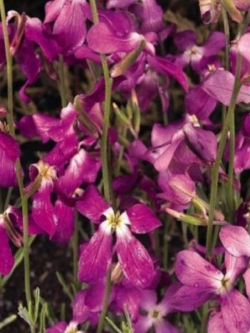 ไนท์ เซนท์ สต็อค (Night Scented Stock) / 3,500 เม็ด (UK)