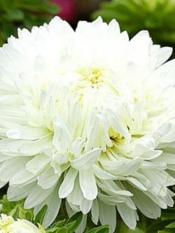 แอสเตอร์จีน - มิลาดี้ ไวท์ (China Aster - Milady White) สีขาว / 400 เม็ด (UK)