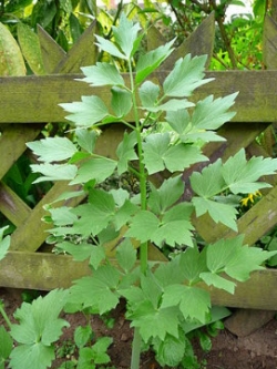 ตังกุย (Lovage / Levisticum officinale) / 500 เม็ด (UK)