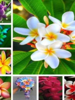 ลีลาวดี (Plumeria) คละ / 50 เม็ด (นอก)