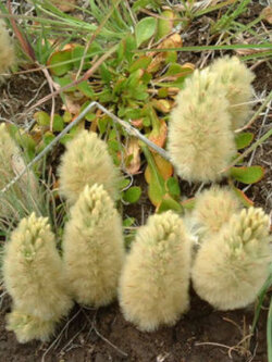 หางลูกแมว หรือพุสซี่ เทล (Pussy Tails) / 5 เม็ด (Australia)