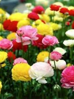 รานังคูลัส หรือบัทเตอร์คัพ (Ranunculus) คละ / ซอง 100 เม็ด (S080)