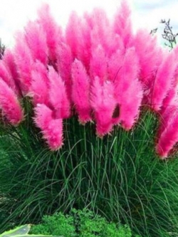 หญ้าภูเขา (Pampas grass) สีชมพู / 2,000 เม็ด