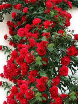 กุหลาบเลื้อย สีแดง / 100 เม็ด