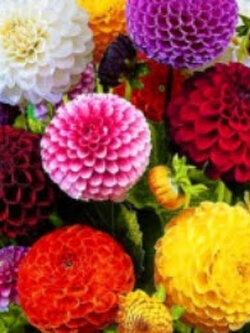 ดาห์เลียปิงปอง (Dahlia Pompons) ซ้อน คละ / 50 เม็ด (UK)
