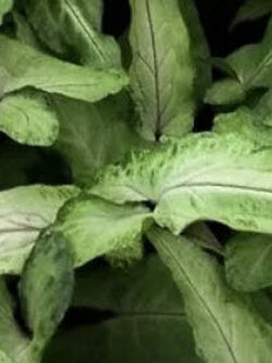 ต้นออมมณี กระถาง 4 นิ้ว / ต้น