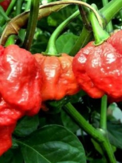 Trinidad Scorpion Butch / 50 เม็ด (China)