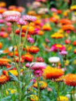 ดอกกระดาษ บานไม่รู้โรยฝรั่ง คละหลายสี ซองใหญ่ 2,500 เม็ด คุณภาพส่งออก