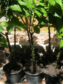 ต้นกุหลาบพุกาม กระถาง 8 นิ้ว สูง 55-70 ซ.ม.