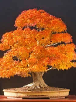 เมเปิ้ลบอนไซ (Maple Bonsai - ACER) สีเหลือง / 20 เม็ด