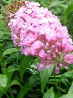 ต้นราชาวดี ดอกชมพู สูง 30-50 ซ.ม. / ต้น