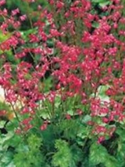 ฮิวเชร่า ฟายร์ฟลาย (Heuchera Firefly) / 50 เม็ด (USA)