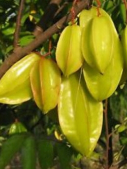 มะเฟือง (Carambola) / 50 เม็ด (นอก)