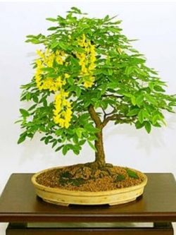 โกลเด้น เชน (Golden Chain Tree) บอนไซ / 60 เม็ด (UK)