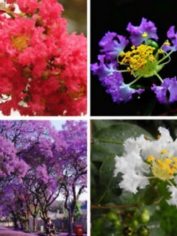 เมล็ดยี่เข่ง คละสี / 10 เม็ด (ไทย)