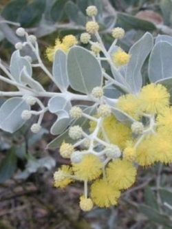 คำดารา (Queensland Silver Wattle) / 10 เม็ด (Australia)
