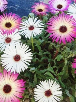 ไอซ์ แพล้นท์ (Ice Plants / Livingstone Daisy) คละ / ซอง 30 เม็ด (A213)