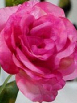 ไลซิแอนทัส (Lisianthus) สีกุหลาบ / 50 เม็ด