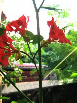 ต้นกาหลง ดอกแดง สูง 30-50 ซ.ม. / ต้น