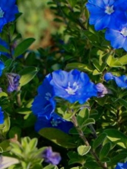 ต้นฟ้าประดิษฐ์ (Ground Morning Glory) ต้นเล็ก สูง 10-20 ซ.ม. / ต้น