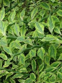 ต้นแสยกใบด่าง สูง 30-40 ซ.ม. / ต้น