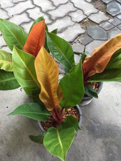 ต้นฟิโล กุมารเรียกทรัพย์ / เชอรี่เรด กระถาง 10 นิ้ว