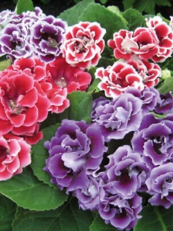 แอฟริกัน ไวโอเล็ท ชุด 4 สียอดนิยม / 400 เม็ด