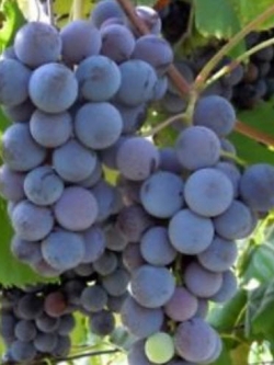 องุ่นเคียวโฮญี่ปุ่น สีม่วง / 50 เม็ด (นอก)