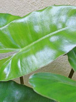 ฟิโลเดนดรอน (Philodendron imbe) / 10 เม็ด (Australia)
