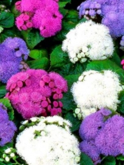 อะเจอราตุ้ม (Ageratum) คละ / 2,400 เม็ด (UK)