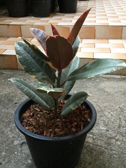 ต้นยางอินเดียแคระ ใบด่างแดง กระถาง 10 นิ้ว สูง 40-50 ซม. / ต้น