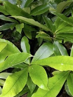 มะริด อินโด สีแดง / เมล็ด