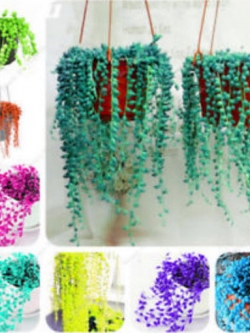 เพิร์ล คลอโรฟีทัม (Pearl Chlorophytum) คละสี / 50 เม็ด