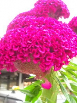 หงอนไก่ (Cockscomb) สีชมพู / 15 เม็ด (USA)