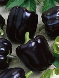 พริกหวาน สีดำ / 40 เม็ด หายาก (Ukraine)