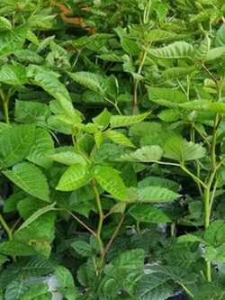 ต้นกล้า แบล๊คเบอรี่ (Blackberry) พันธุ์ไร้หนาม / ต้น